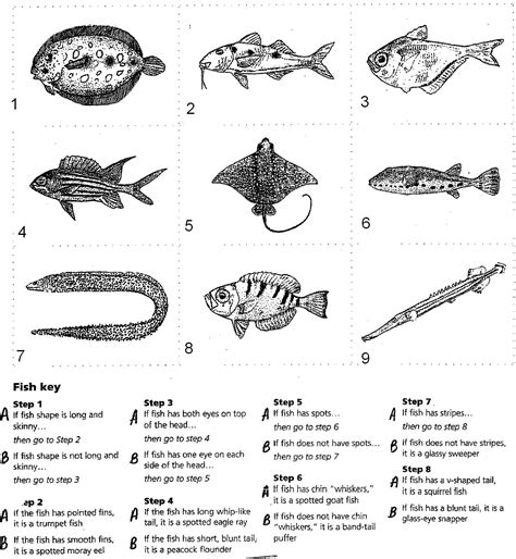 animal dichotomous key worksheet pdf